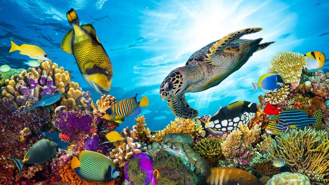 Great Barrier Reef (